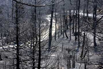 Στα όρια της ερημοποίησης οι καμένες εκτάσεις της Πάρνηθας