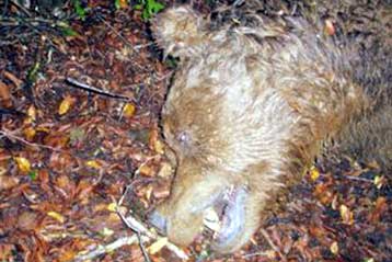 Νεκρή από πυροβολισμό βρέθηκε ακόμα μια αρκούδα στη Δ.Μακεδονία