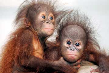 Το ένα τέταρτο των θηλαστικών στην Κόκκινη Λίστα των απειλούμενων ειδών