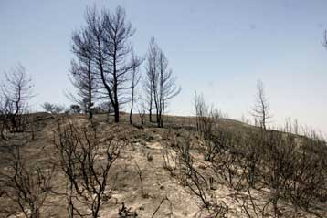 Η καταστροφή των δασών «πιο δαπανηρή από την κρίση της Γουόλ Στριτ»