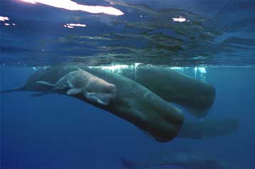 Φάλαινες φυσητήρες εντοπίστηκαν έξω από τη Ρόδο