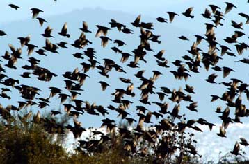 Γραπτή προειδοποίηση της Κομισιόν προς την Ελλάδα για τη βιοποικιλότητα