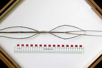 Το μεγαλύτερο έντομο του κόσμου ξεπερνά το μισό μέτρο