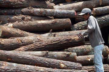 Μέτρα κατά της αποδάσωσης λαμβάνει η Ευρωπαϊκή Επιτροπή