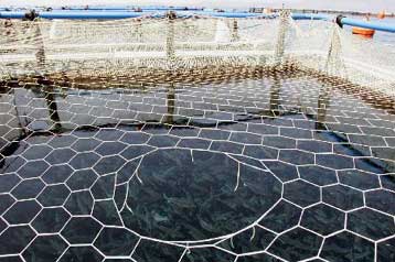 Αίτηση υπαγωγής στο άρθρο 99 κατέθεσε η εταιρεία Ελληνικές Ιχθυοκαλλιέργειες