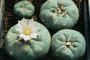 Παλιά συνήθεια τα ναρκωτικά, διαπιστώνουν οι αρχαιολόγοι