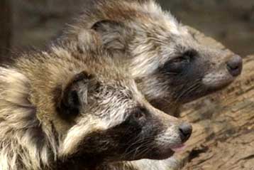 Μαζικοί θάνατοι σκύλων στην Κίνα λόγω μελαμίνης στην τροφή τους