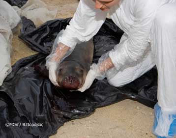 Μεσογειακή φώκια νεκρή από πυροβολισμό στη Μήλο