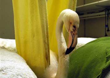 Θύμα κακοποίησης το γηραιότερο φλαμίνγκο του κόσμου