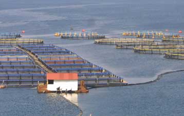 Πρόταση προς την «Ελληνικές Ιχθυοκαλλιέργειες» θα υποβάλουν ΔΙΑΣ, Νηρεύς και Σελόντα