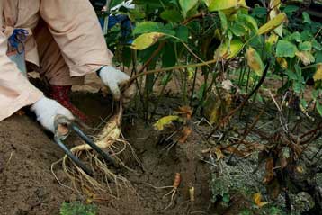 Γενετική παρέμβαση φέρνει τα πάνω κάτω στα φυτά
