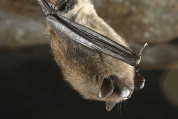 Εκατόμβη νυχτερίδων που μούχλιασαν κατά τη χειμερία νάρκη στις ΗΠΑ