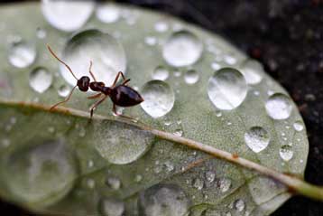 Τα μυρμήγκια παραδίδουν μαθήματα κυκλοφοριακής αγωγής