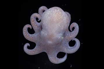 Θαύματα του βυθού αποκαλύπτονται στην Απογραφή της Θαλάσσιας Ζωής