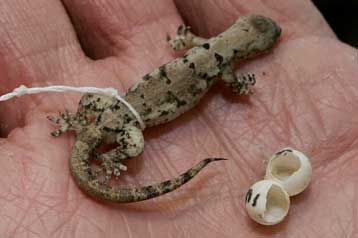 Τροπική σαύρα άγνωστου είδους βγήκε από το αβγό της στο Παρίσι