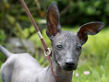 Υποαλλεργικό σκύλο προσφέρουν Περουβιανοί στον Μπαράκ Ομπάμα