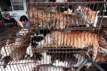 Κινεζικά ενδύματα από δέρμα σκύλων και γατιών κατασχέθηκαν στη Γαλλία