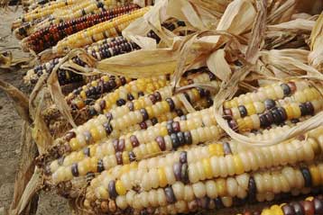 Γενετικά τροποποιημένο καλαμπόκι «μολύνει» ντόπιες ποικιλίες στο Μεξικό