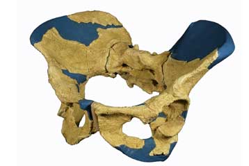 Απολιθωμένη γυναικεία λεκάνη δίνει στοιχεία για την ανθρώπινη γονική φροντίδα