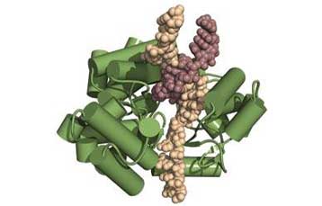 Παρέμβαση στην τελομεράση παρατείνει θεαματικά τη ζωή ποντικών