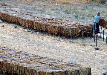 Κρίσιμη μάχη στις Βρυξέλλες για τις επιδοτήσεις στον καπνό