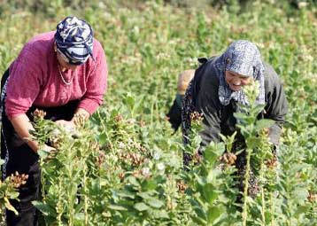 «Όχι» της ΕΕ στην παράταση έως το 2013 των υφιστάμενων επιδοτήσεων στον καπνό