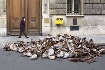 «Παρωδία» τα νέα όρια αλιείας για το γαλαζόπτερο τόνο της Μεσογείου
