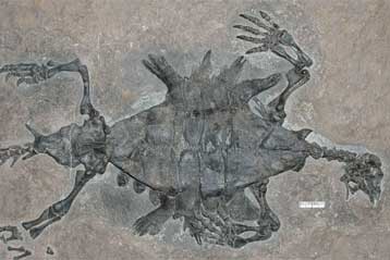 Απολίθωμα αποκαλύπτει πώς η χελώνα απέκτησε σπίτι