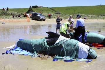 Νεκρές τουλάχιστον 150 φάλαινες που εξόκειλαν σε ακτή της Αυστραλίας