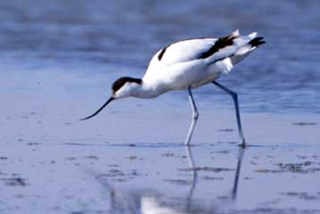 Εθνικό Πάρκο τα δέλτα των ποταμών Αξιού, Λουδία και Αλιάκμονα