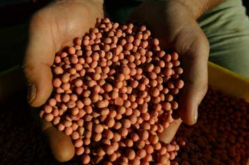 Πράσινο φως στην ΕΕ για την εισαγωγή της μεταλλαγμένης σόγιας της Monsanto