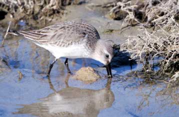 Τα μπάζα πνίγουν το Εθνικό Πάρκο στο δέλτα Αξιού-Λουδία-Αλιάκμονα