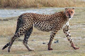 Ο γατόπαρδος τρέχει ολοταχώς προς την εξαφάνιση