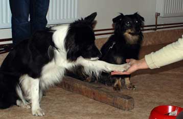 Τα σκυλιά «πράγματι ζηλεύουν όταν αδικούνται»