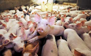 Κοπάδια βοοειδών προσβλήθηκαν από διοξίνη, επιβεβαιώνουν οι Αρχές στην Ιρλανδία