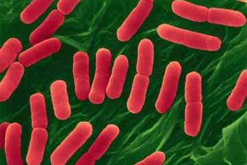 Παραγωγή βιοκαυσίμων τώρα και από κολοβακτηρίδια