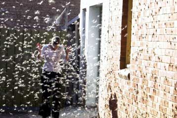 Γιγάντιο σμήνος ακρίδων κατατρώει τη Μαυριτανία