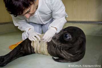 Ορφανή μεσογειακή φώκια εντοπίστηκε να παλεύει για τη ζωή της στη Λέρο