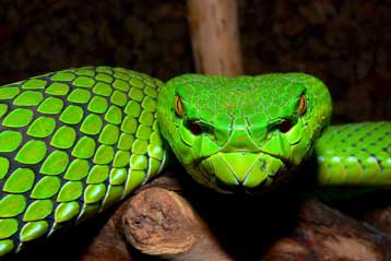 Δύο νέα είδη ανά εβδομάδα ανακαλύπτονται στον ποταμό Μεκόνγκ της Ασίας