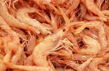 Πέντε τόνοι ακατάλληλες γαρίδες εντοπίστηκαν στην Ιχθυόσκαλα Κερατσινίου