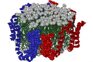 Συνθετική «καλή» χοληστερόλη υποψήφιο όπλο κατά της καρδιοπάθειας