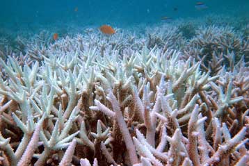 Σήμα κινδύνου εκπέμπει ο Μεγάλος Κοραλλιογενής Ύφαλος