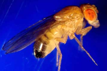Η Εξέλιξη δεν γυρίζει πίσω, δείχνει πείραμα με τη μύγα Drosophila