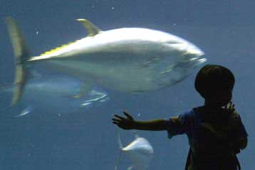 Ο άνθρωπος αναγκάζει τα θηράματά του να μικραίνουν