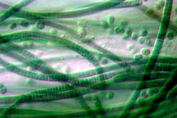 Ανεστάλη το αμφιλεγόμενο πείραμα λίπανσης του ωκεανού