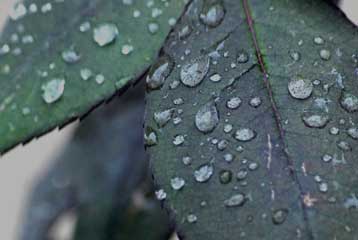 Γυαλιστερές καλλιέργειες, η νέα πρόταση κατά της κλιματικής αλλαγής