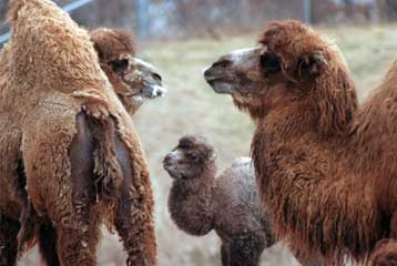 Ευοίωνες οι εξελίξεις για την ακριβοθώρητη βακτριανή καμήλα