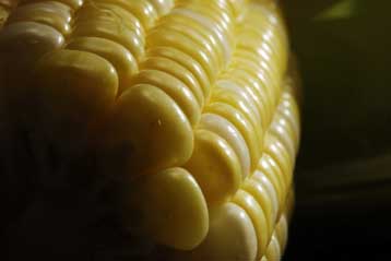 Η Ελλάδα ίσως υποχρεωθεί να άρει την απαγόρευση για το «μεταλλαγμένο» καλαμπόκι