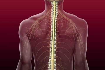 Θεραπεία βλαστικών κυττάρων για την παράλυση θα δοκιμαστεί στις ΗΠΑ