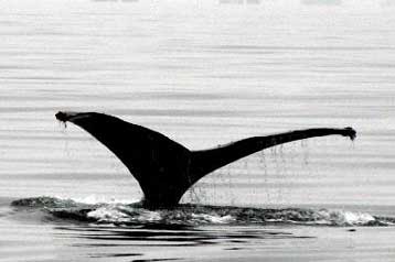 Εντείνει την εμπορική αλιεία της φάλαινας η Ισλανδία